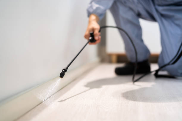 Licensed Wasp Removal service in Williston Highlands, FL - Show Me Pest Control
